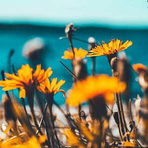 Meet your Posher, Ryanna